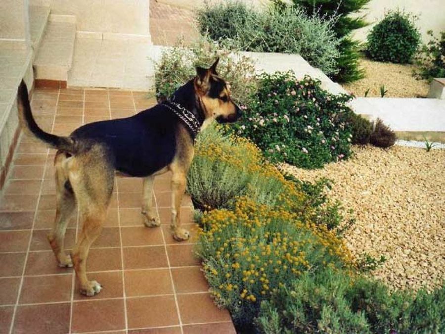 perro en jardín