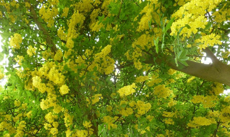 Laburnum anagyroides