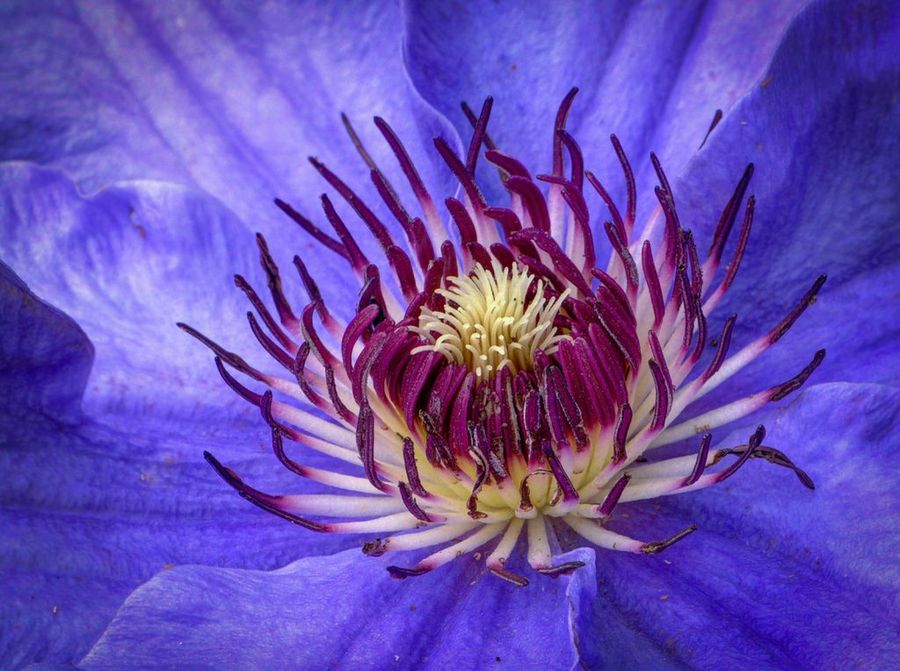clematis