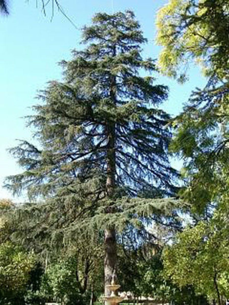 árbol