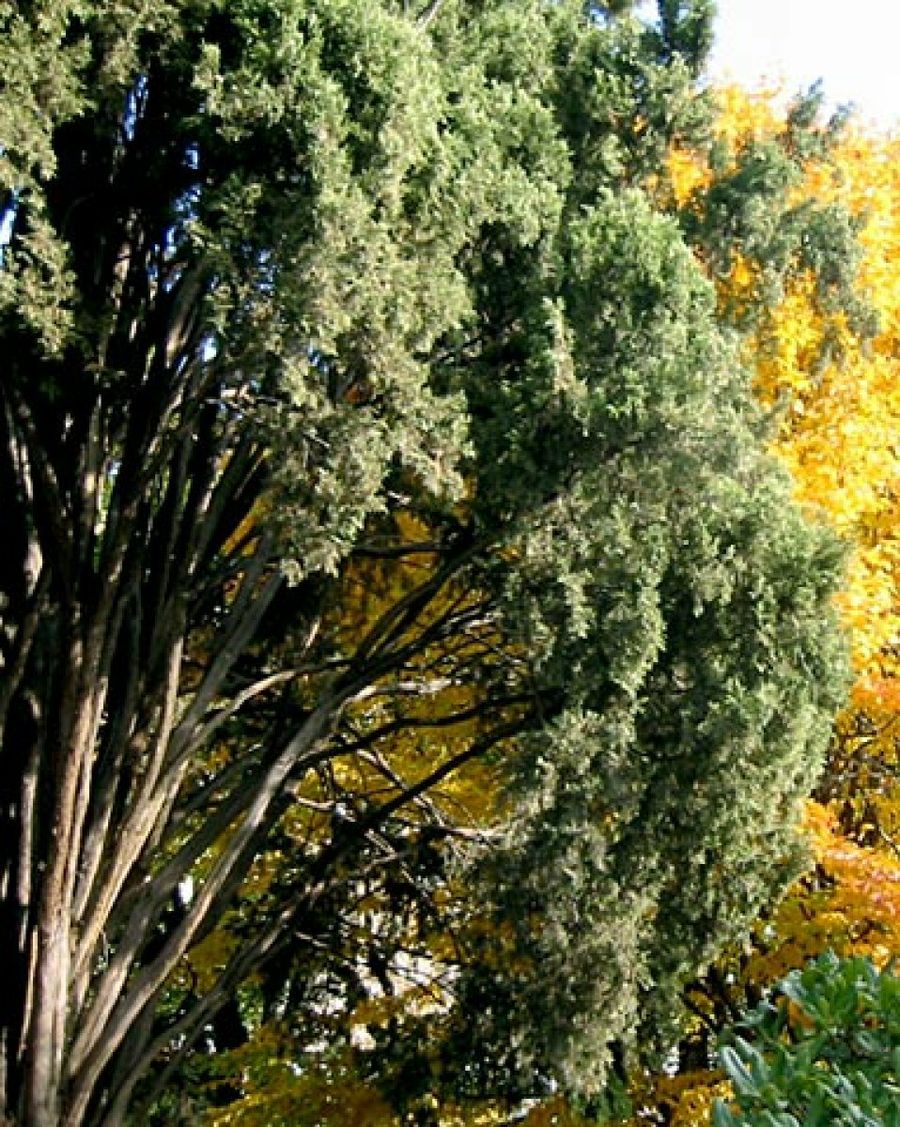 jardín botánico