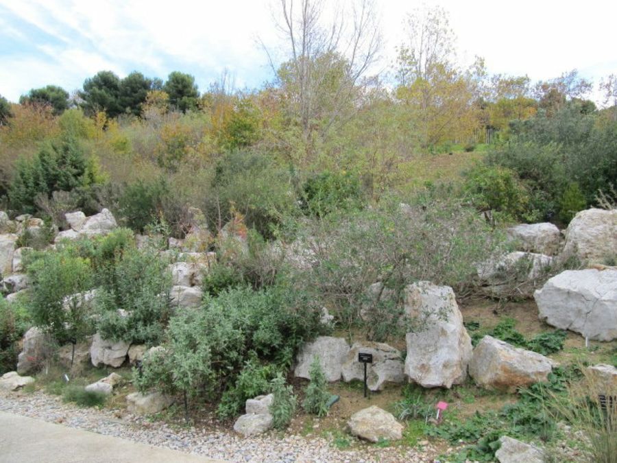 Jardín botánico de Barcelona