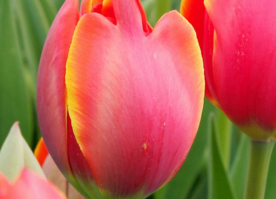 tulipan