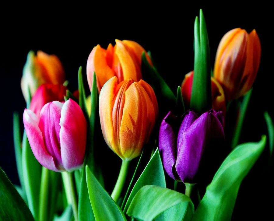 Tulipanes