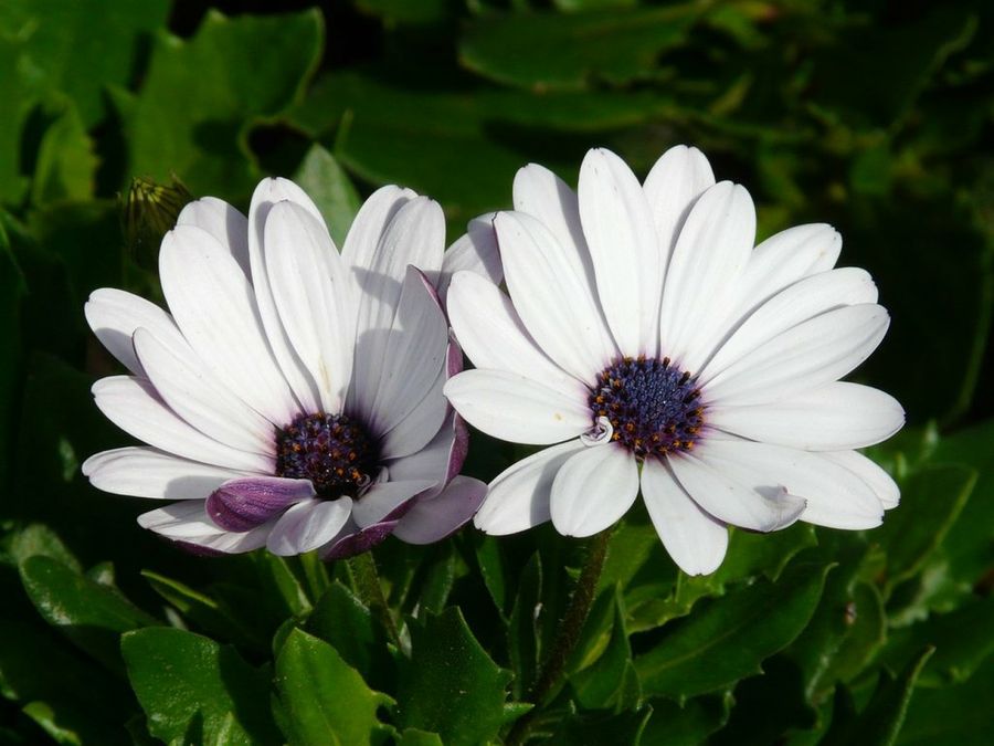 Flor cortada