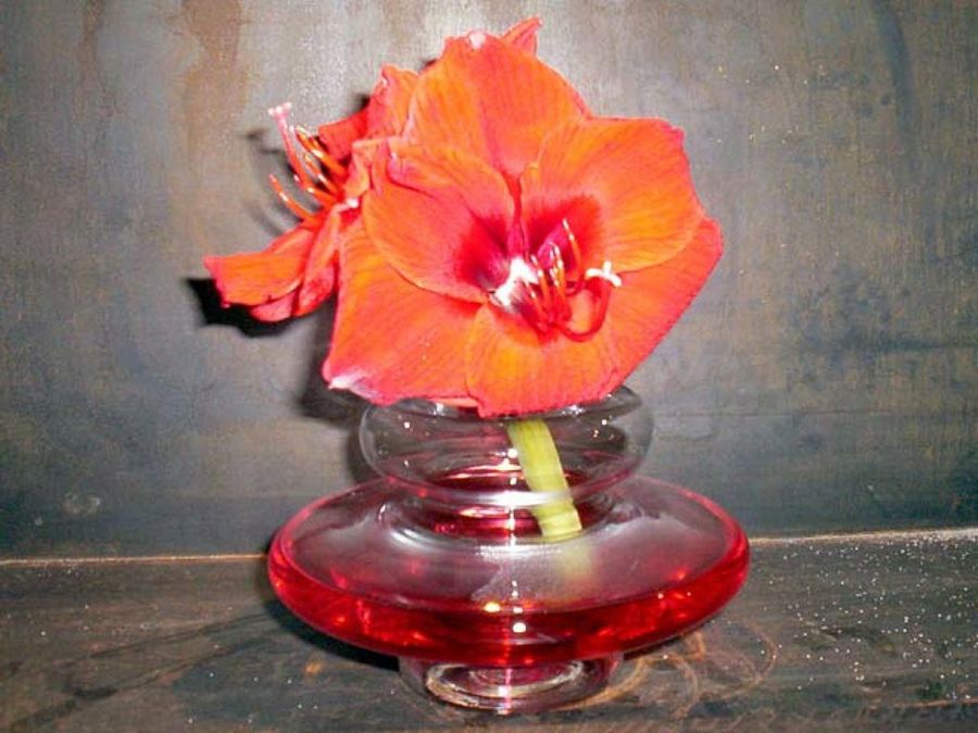 ambientador flower shop