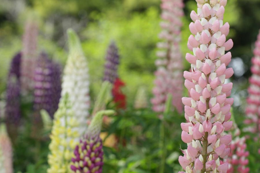 Lupinus