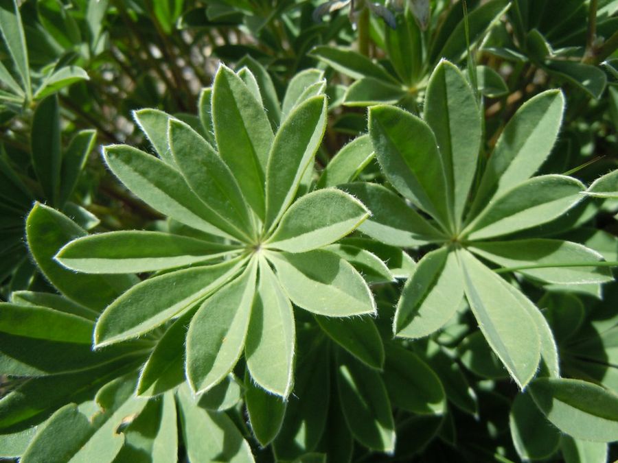 Lupinus