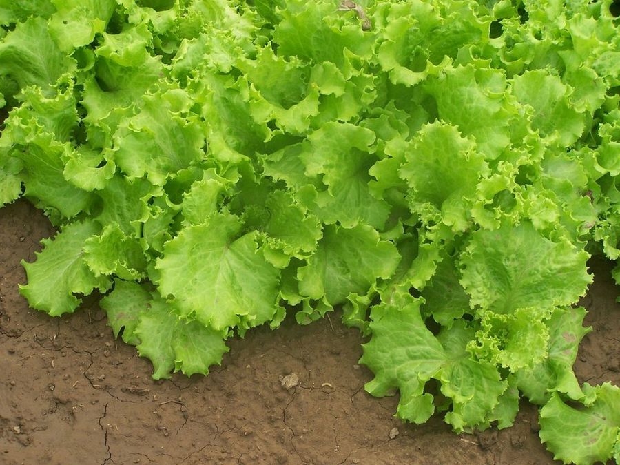 Lechuga