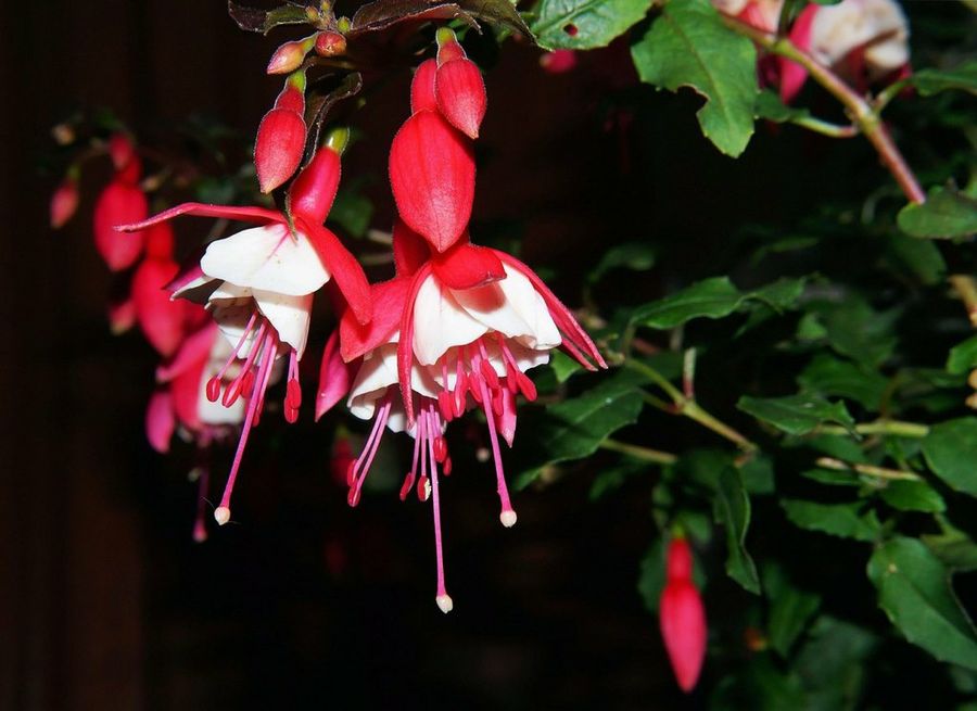 Fucsias