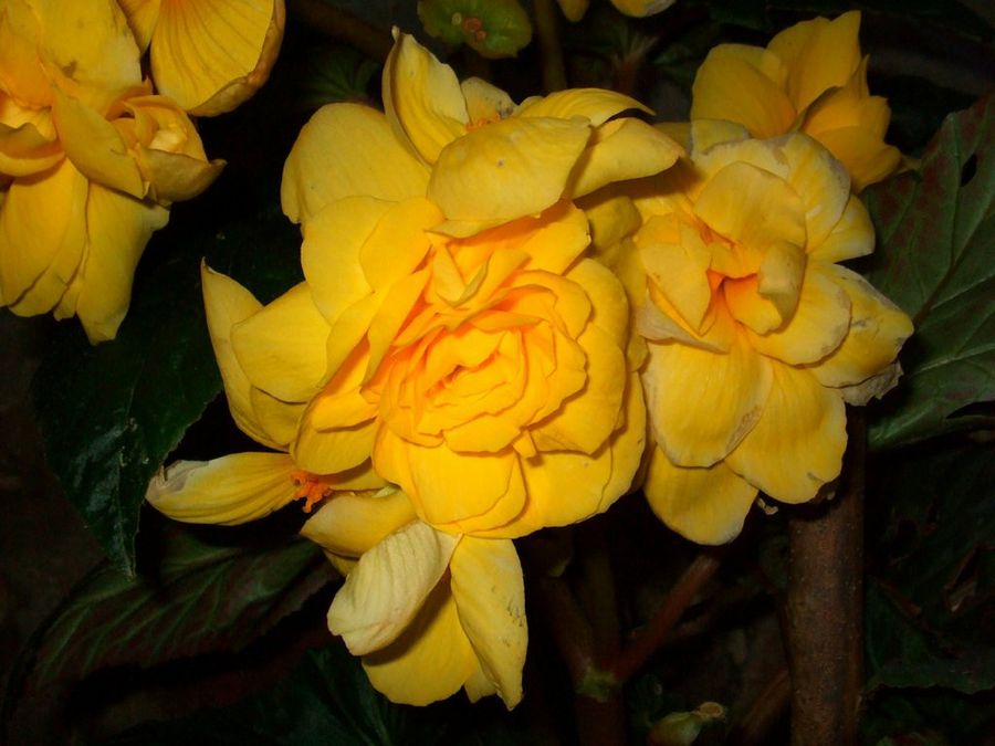 Begonia tuberosa