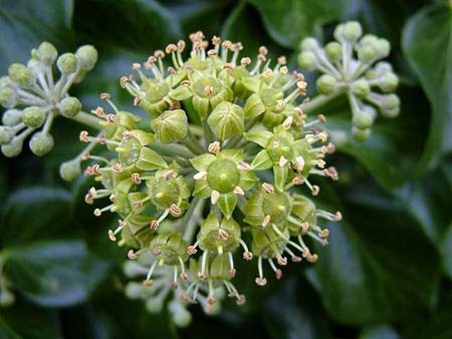 hedera