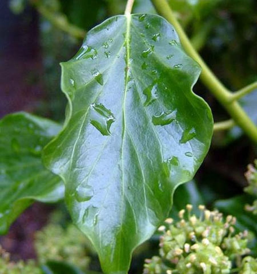 hedera