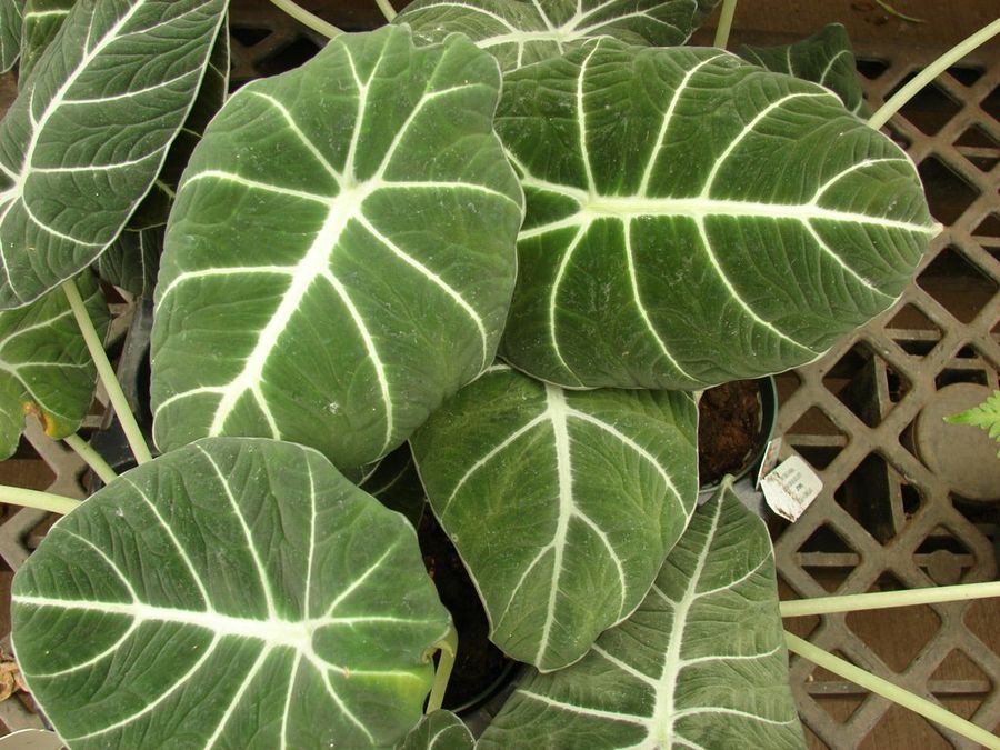 Alocasia