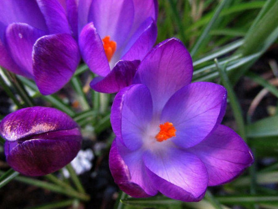 Crocus