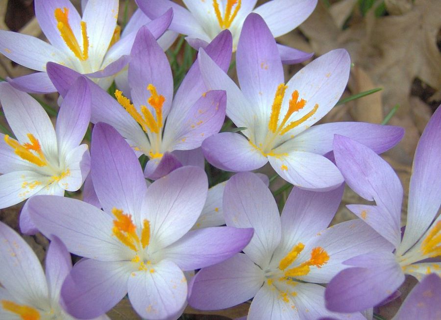Crocus