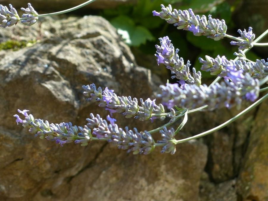 Lavanda
