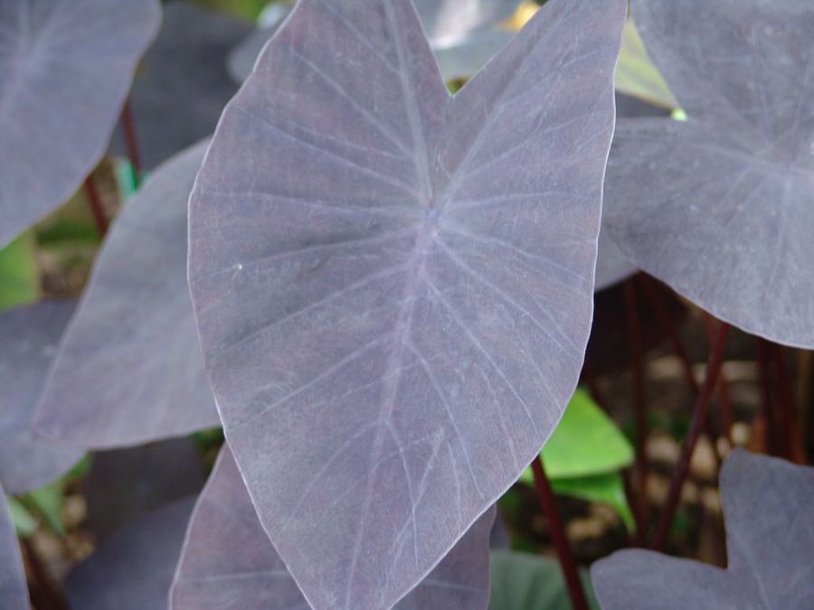 colocasia