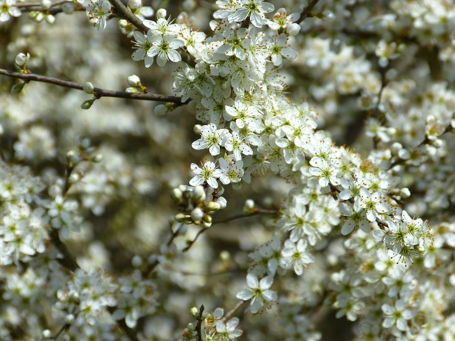 Prunus spinosa L