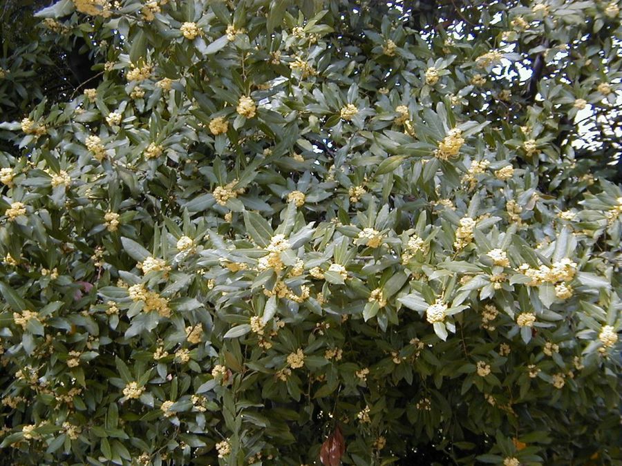 Laurel árbol