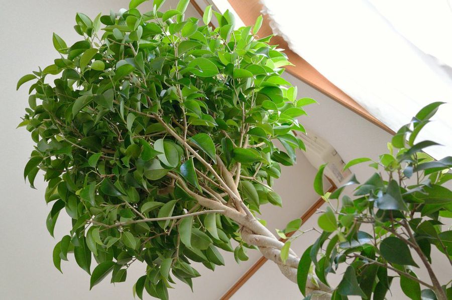 Ficus benjamina