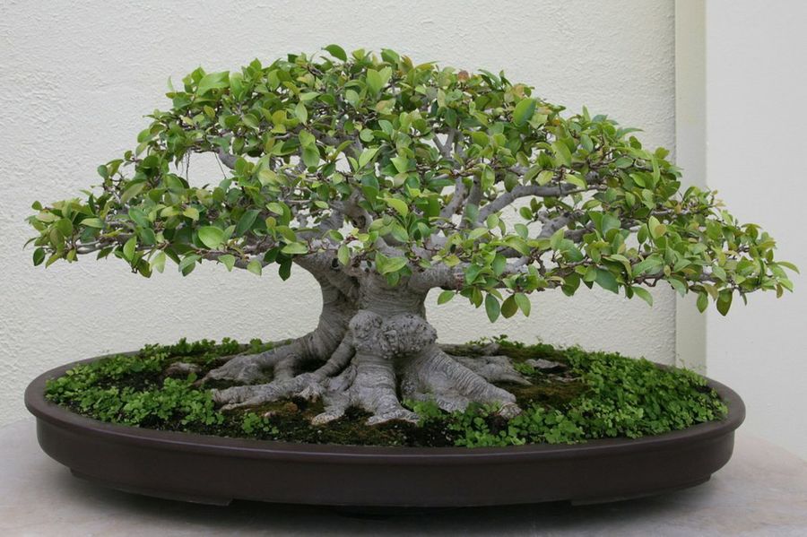 Ficus