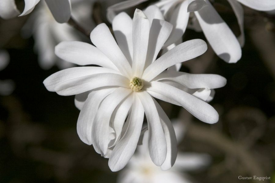 Magnolia Stellata