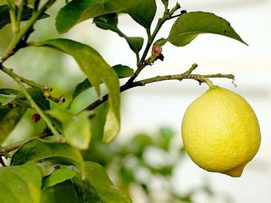 limonero