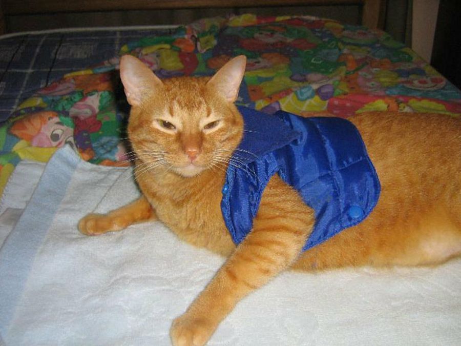 gato con ropa