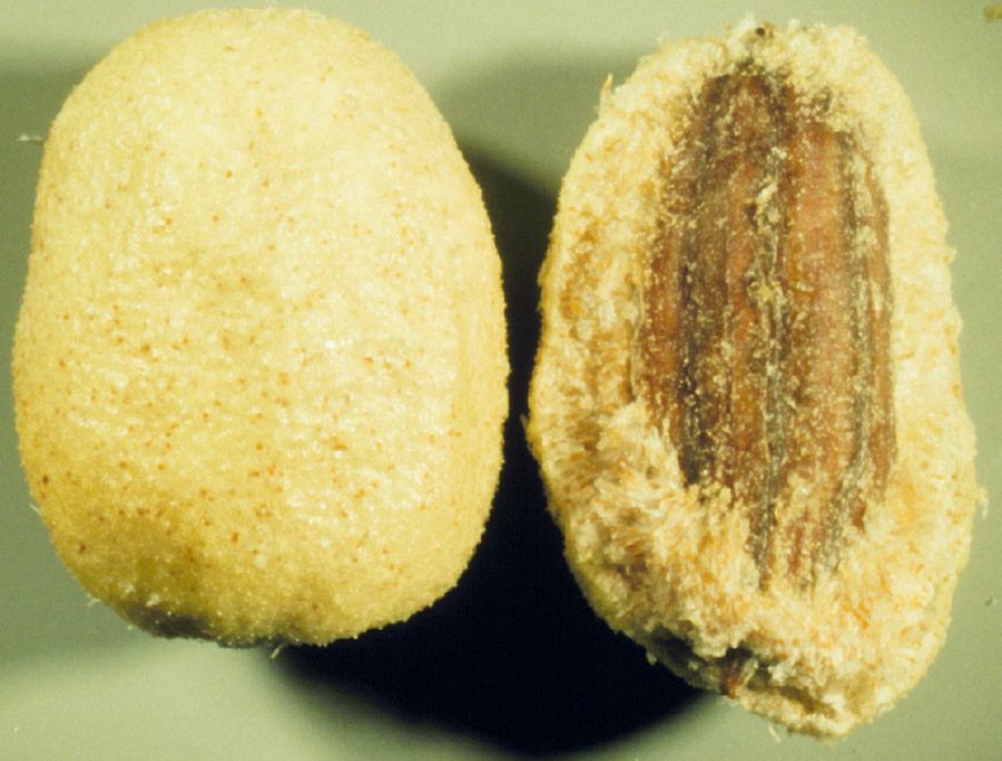 Elaeagnus angustifolia