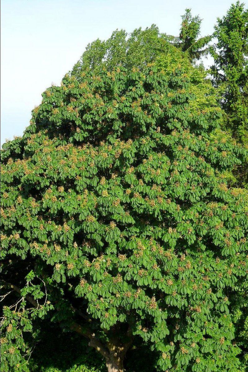 Castaño de indias