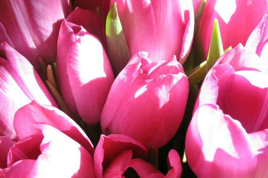 Tulipán