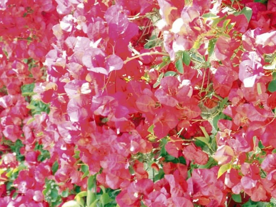 flores