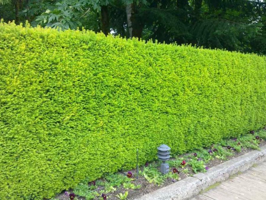 Cómo proteger el jardín de las heladas