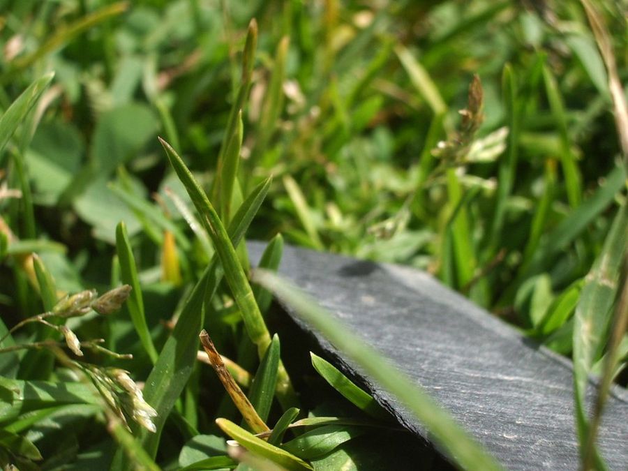 Cómo acabar con la maleza