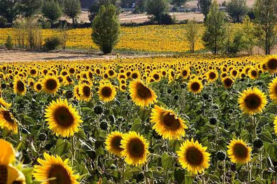 Girasoles