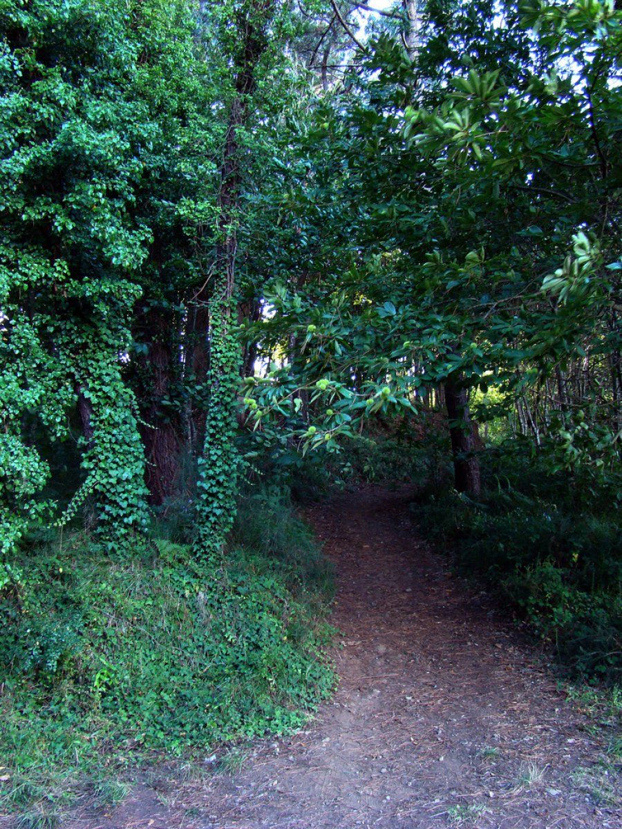 Jardín umbrío. Condiciones adversas