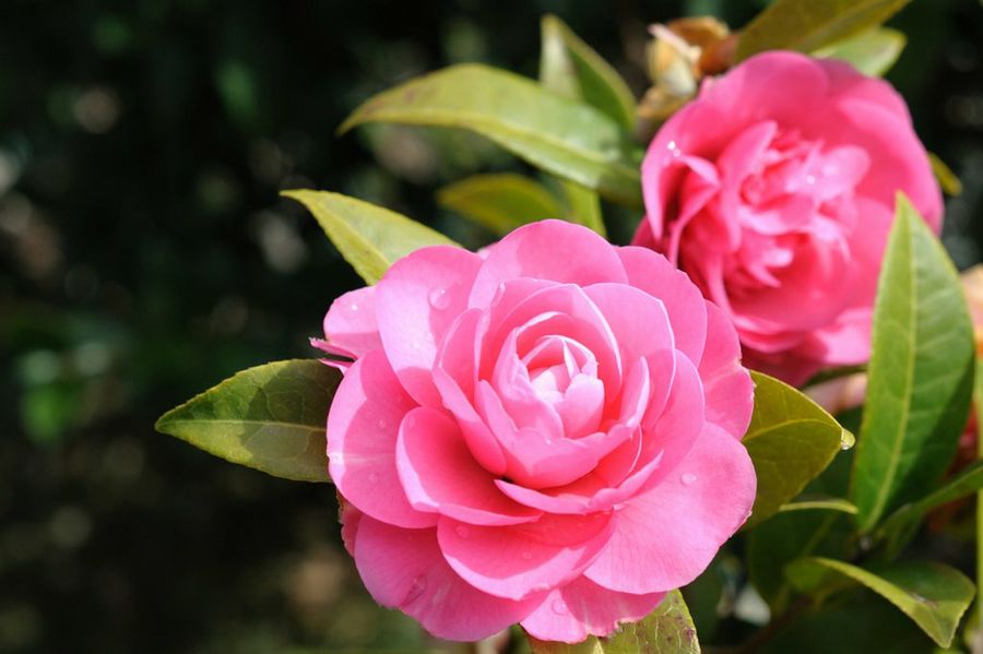 camelias. Condiciones adversas