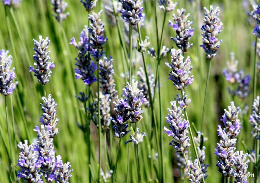 Lavanda. Jardín para cortar