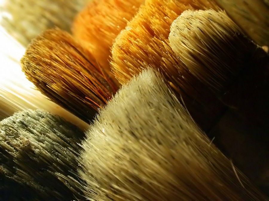 brochas