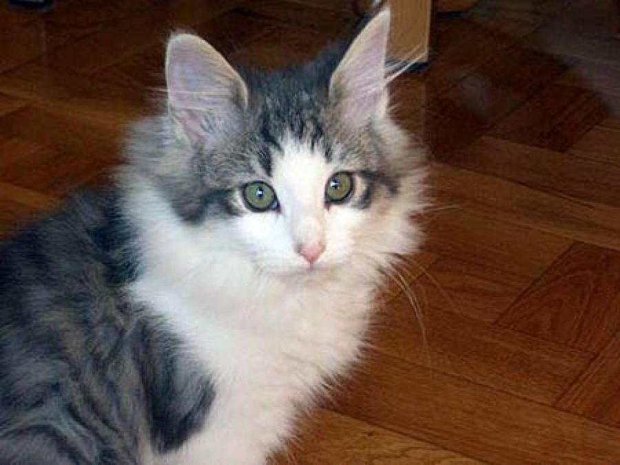 gato gris&blanco