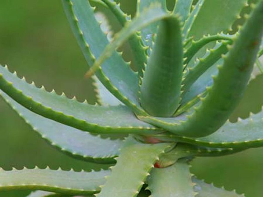 aloe