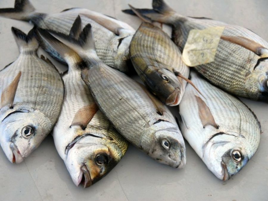 Pescados