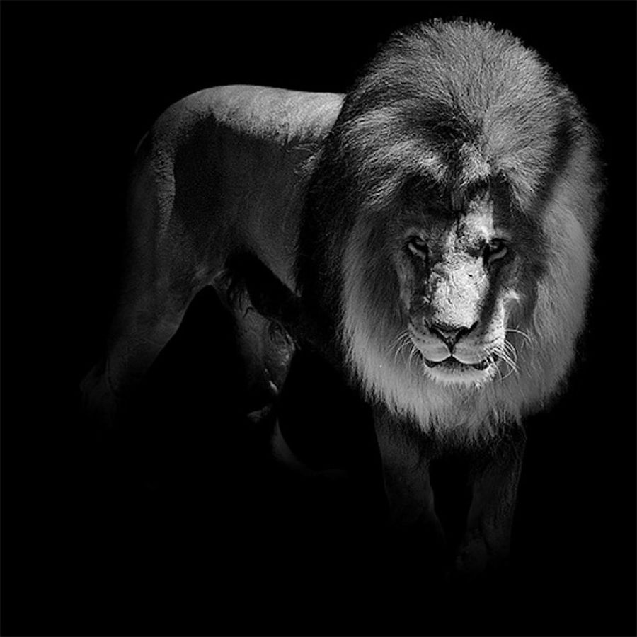 Inspiradores retratos a animales salvajes en blanco y negro | Tecnología