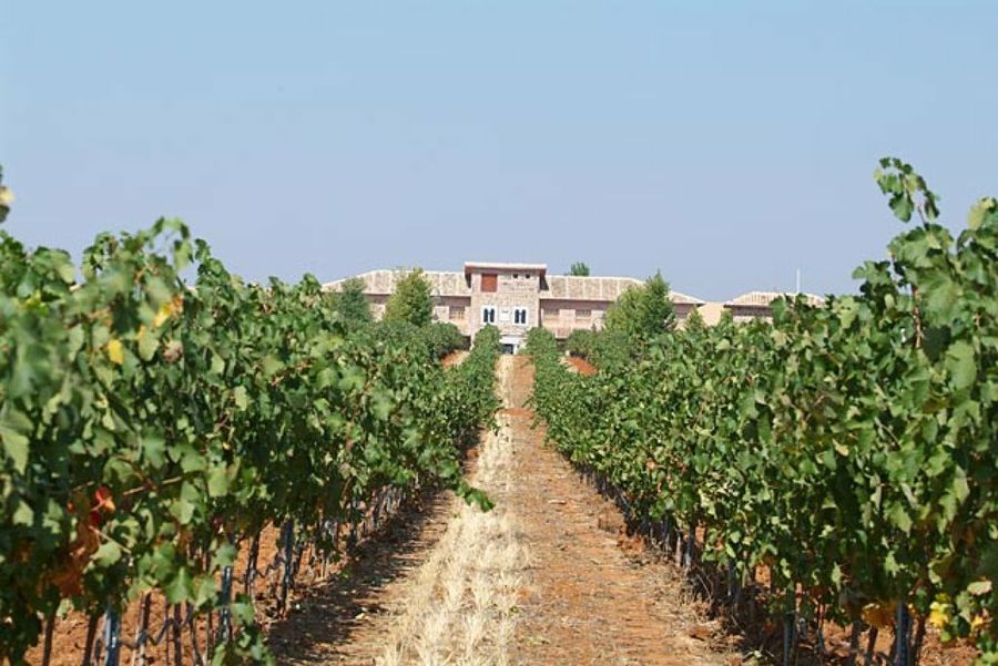 viñedo