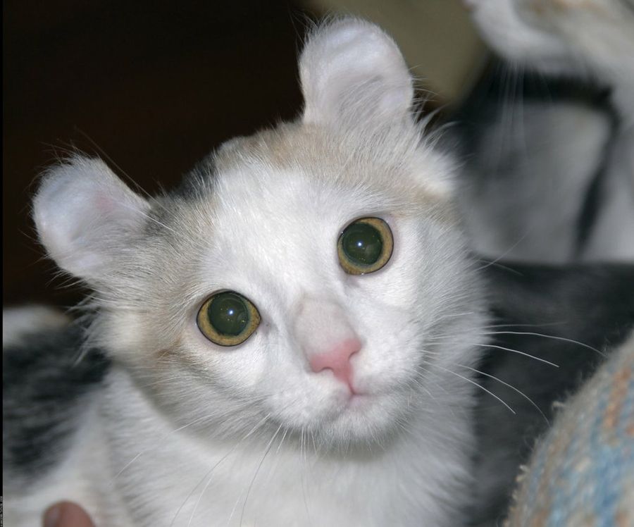 american curl2