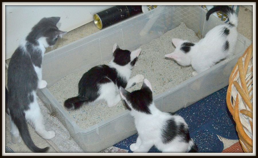 Imagen 3