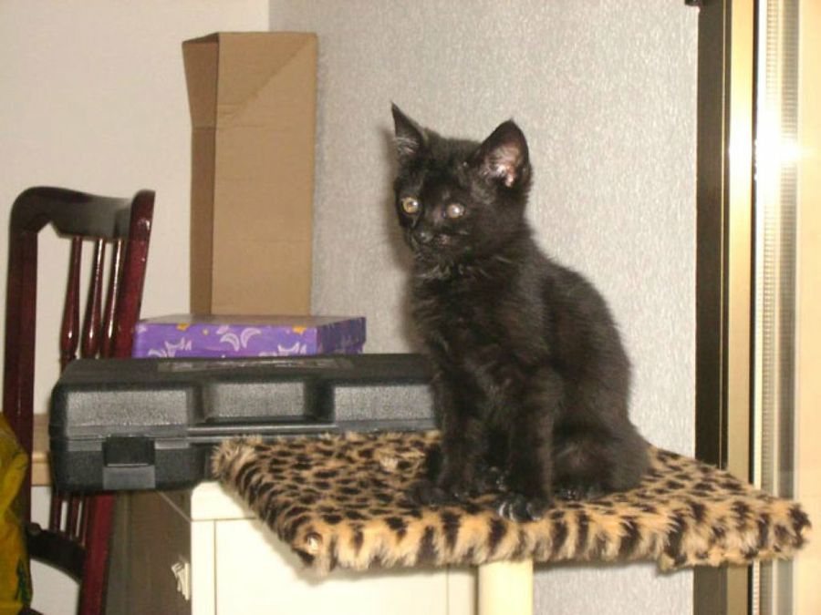 gato negro