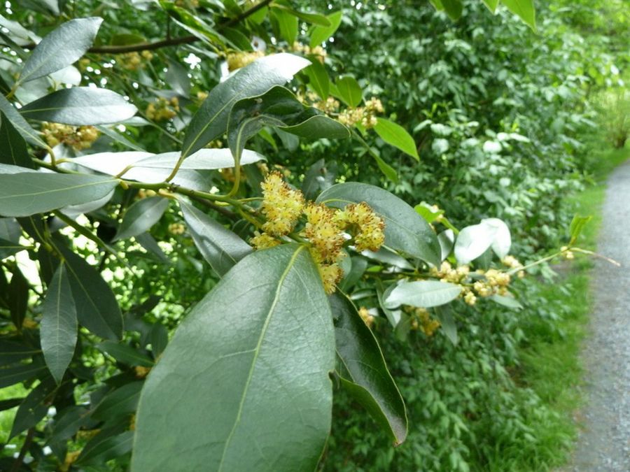 Laurus nobilis
