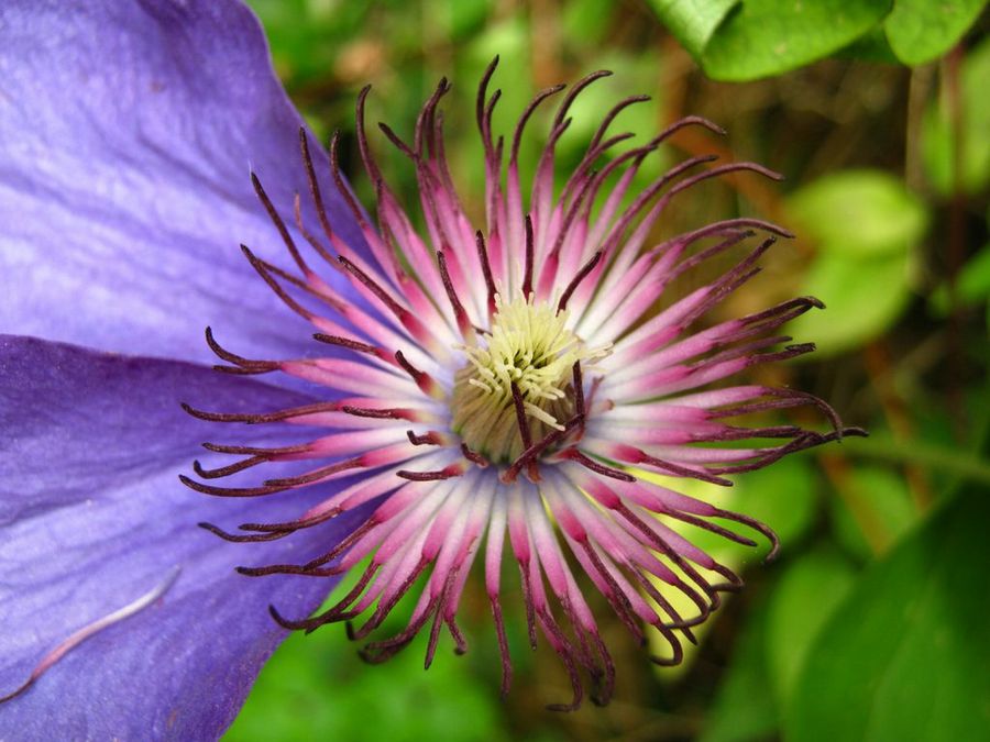 clematis alpina